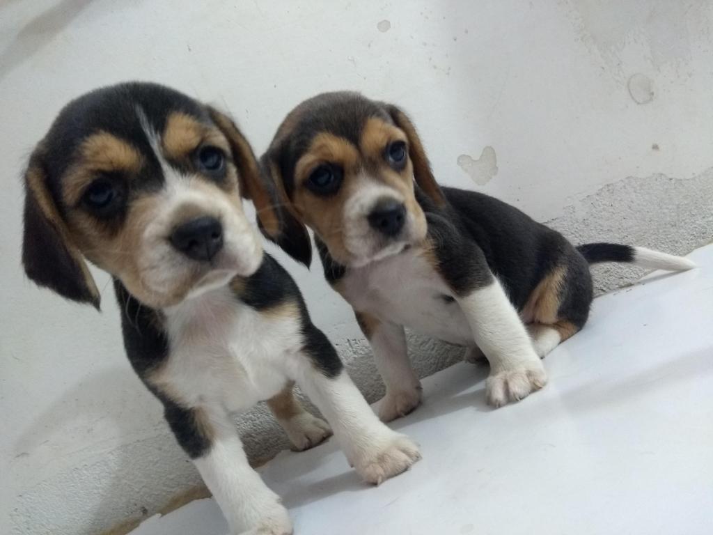 Hermosas cachorras Beagle Tricolor