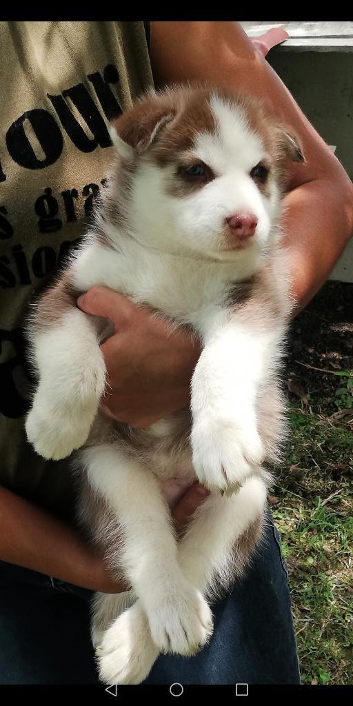 Hermosos Bebés Husky