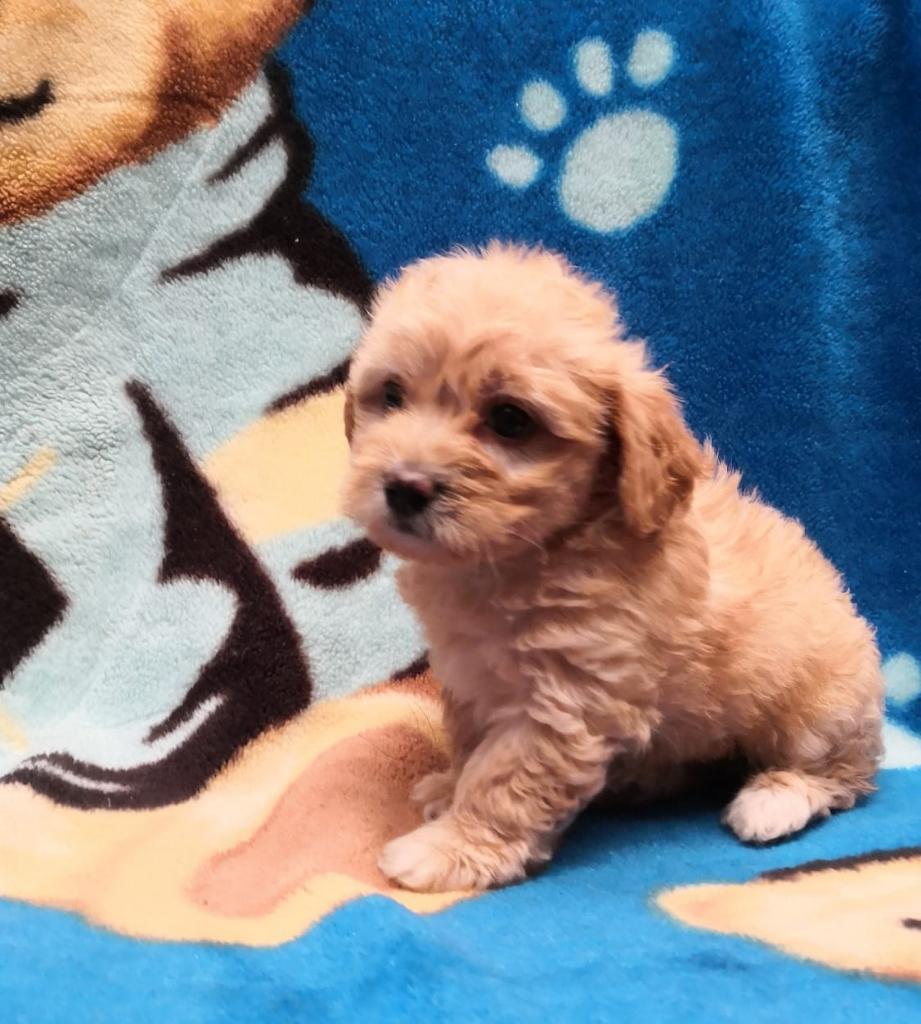 Hermosos Cachorros Mini Toy