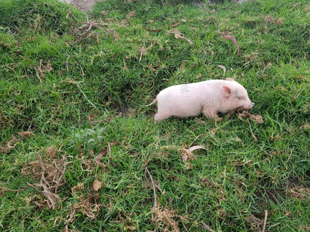 Mini Pig Rosados Excelente Mascota