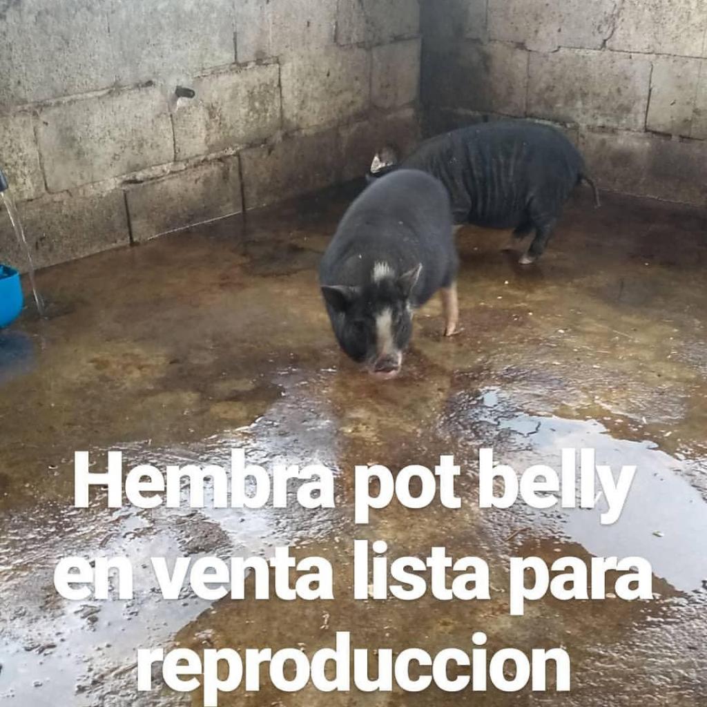 Mini pig pot belly hembra