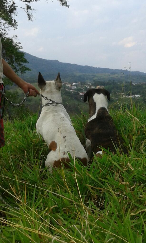 Necesita Un Perro para Monte Yo Tengo