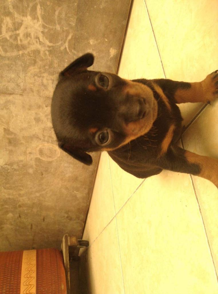 Pinscher