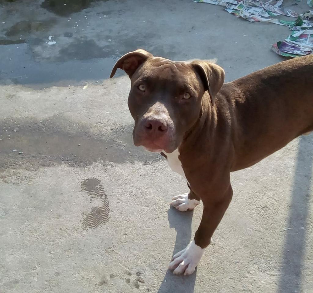 Pitbull para Montar Solo Samta Marta