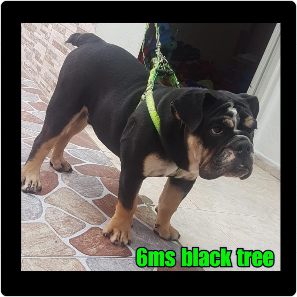 Se Vende Bulldog Ingles Black Tree