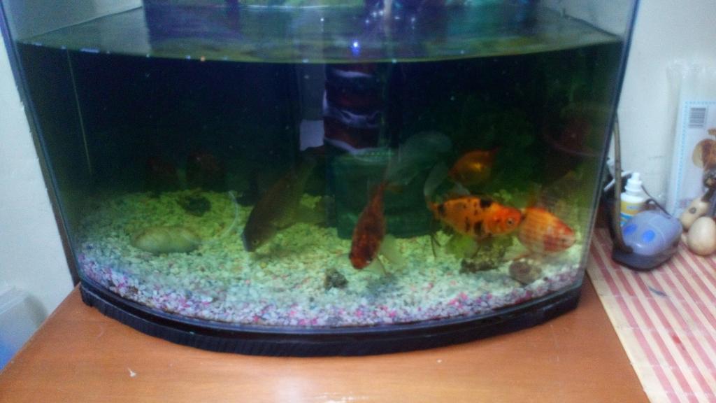 Se Vende Peceraacuario