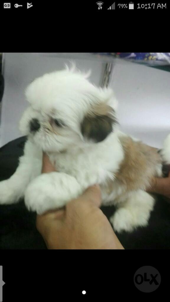 Shih Tzu V