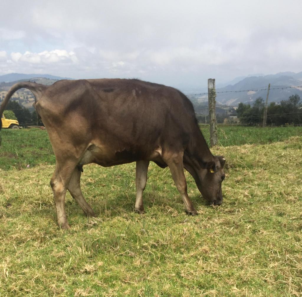 Vaca Pardo suizo