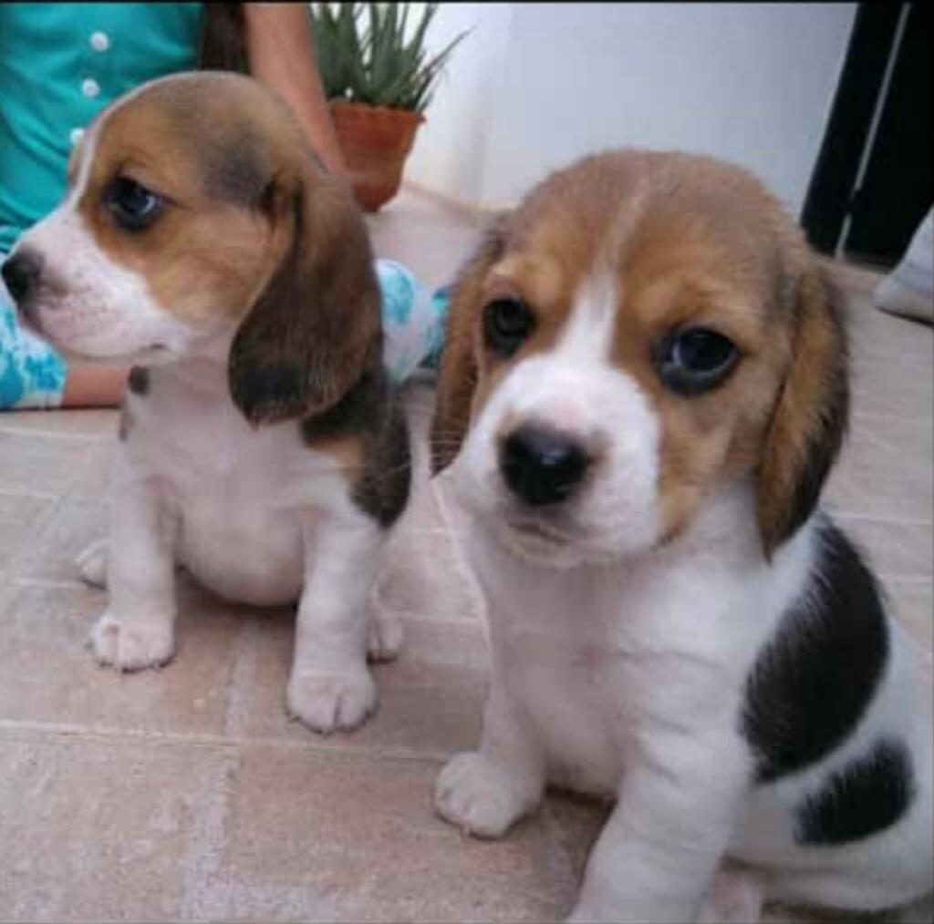 Vendo Cachorros Beagle Tricolor