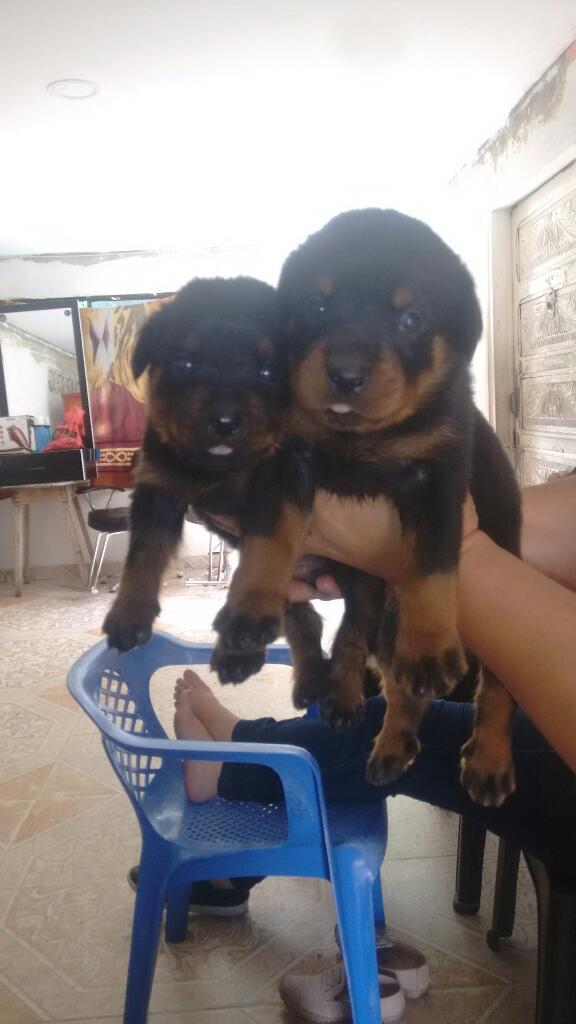 Vendo Cachorros Rottweilers