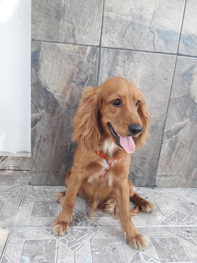 Vendo Hermoso Cachorro de Coker Spaniel