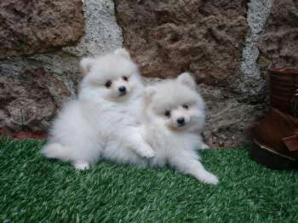 en Venta Pomeranios Hembras Y Machos