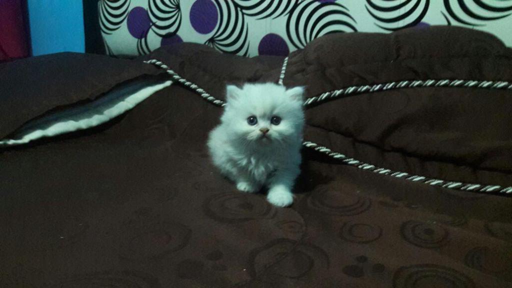 hermosos gatitos persas