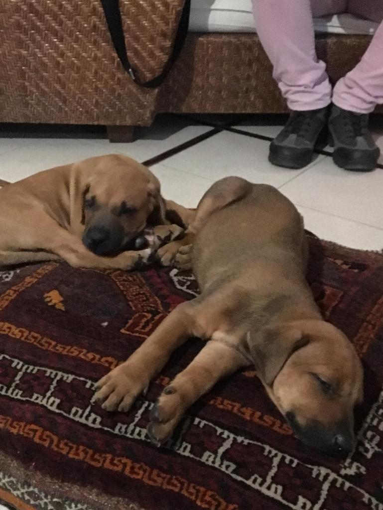 presiosas cachorritas Rhodesian Ridgeback