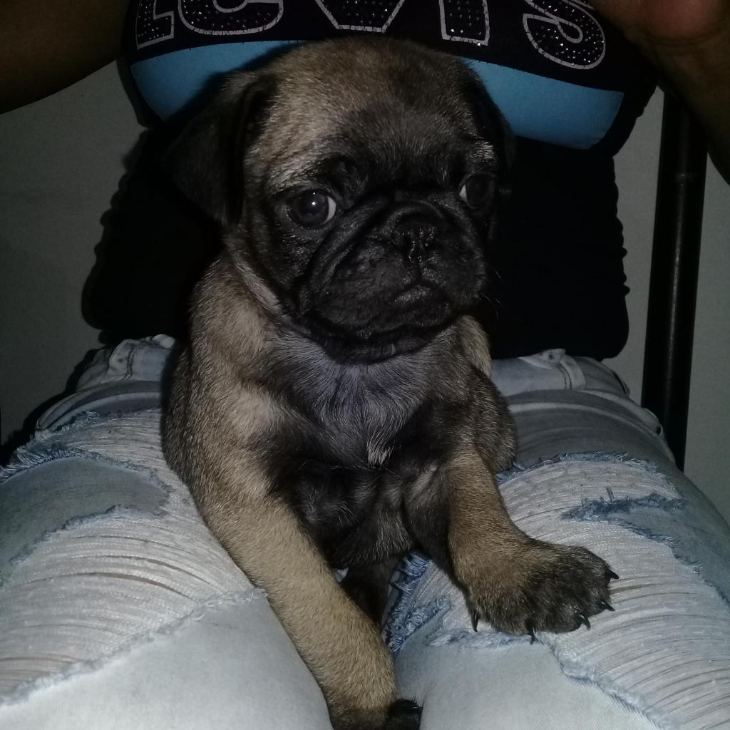 se vende lindos pug