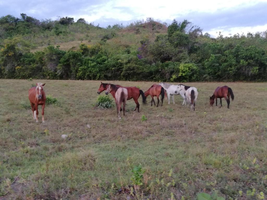 vendo potras para amansar