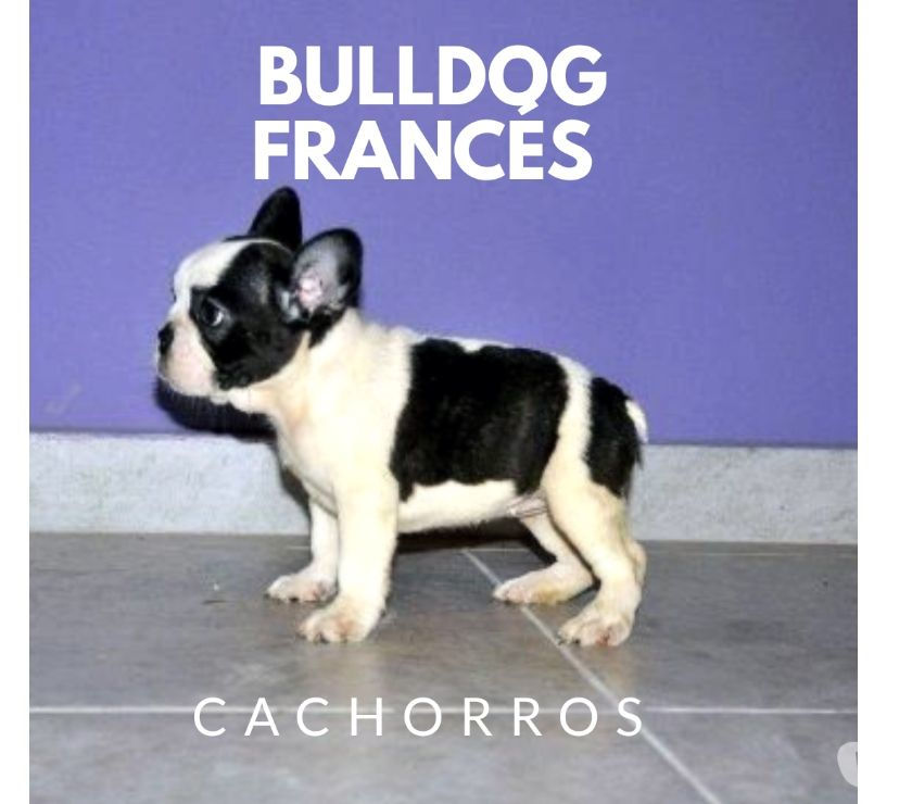 A Buen Precio Bulldog Francés Disponibles Cachorros