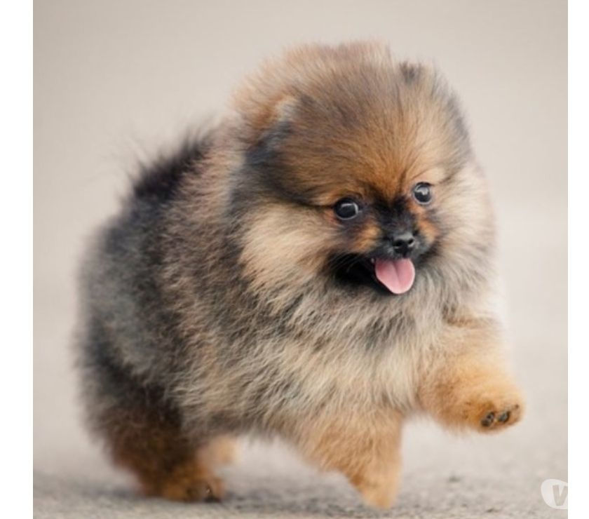 Cachorros Mini Pomerania Disponibles En Medellín