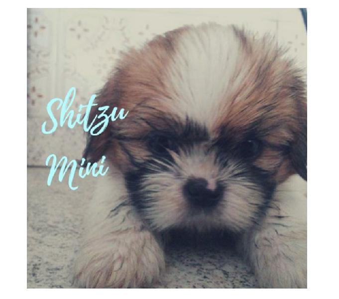 Excelentes Disponibles Mini Shitzu Cachorros Hermosos