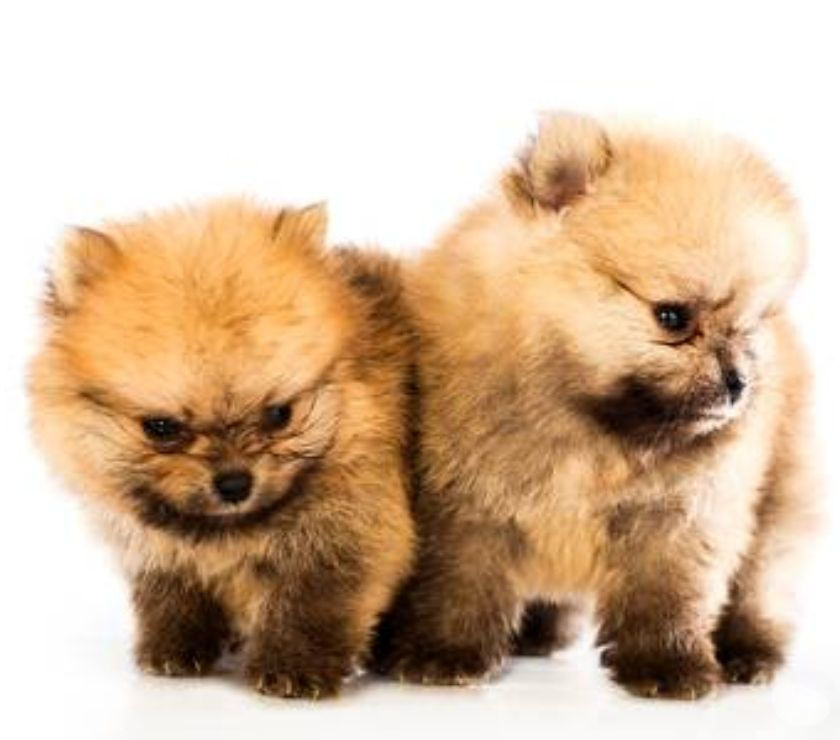Perritos Mini Pomerania Cachorros Disponibles