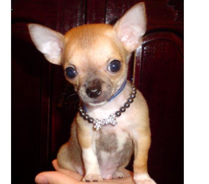 Chihuahua Disponibles Cachorros A Buen Precio