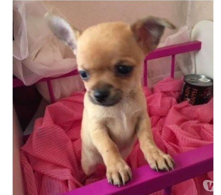 Garantizados Chihuahua Cachorros Hermosos Disponibles