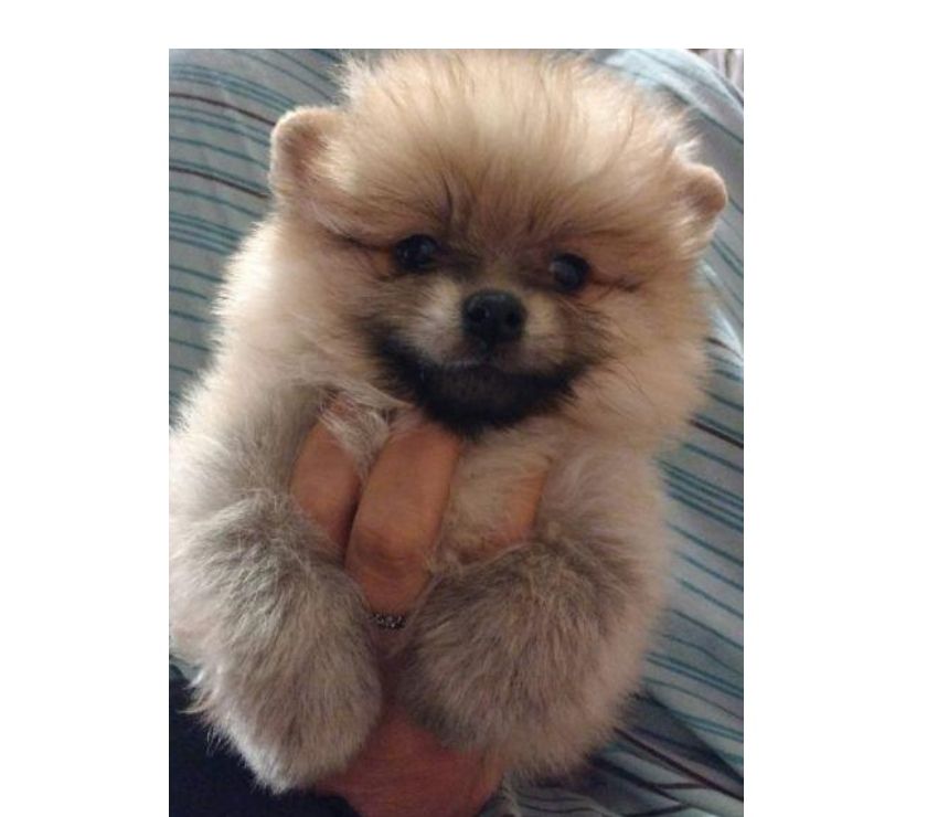 Ofrecemos Mini Pomerania Cachorros En Venta