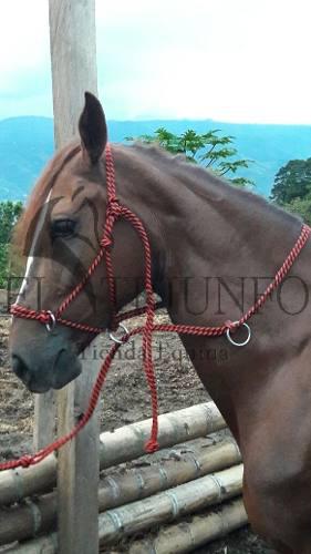 Jaquimon Corrector, Horse Halter Cabezal Caballos Sierra