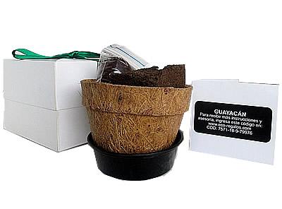 Kit Bonsai en caja de regalo y matera de coco
