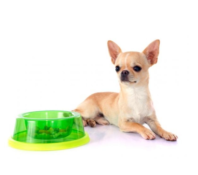 Cachorros Garantizados Chihuahua Disponibles