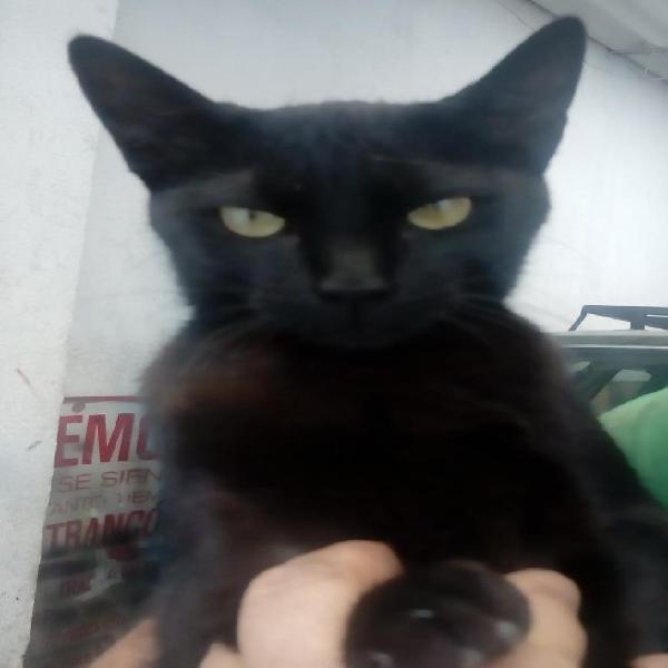 Doy en Adopcion Hermosa Gatita