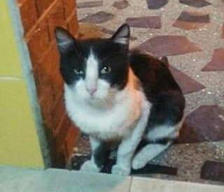 Gato para adopcion AMOROSO