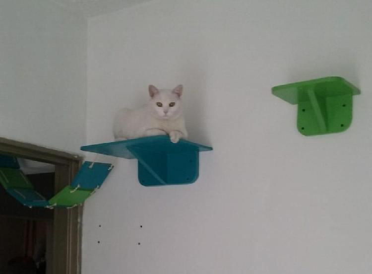 Gimnacio de pared para gatos