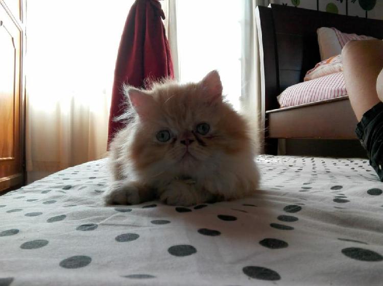 Hermosa gatica persa