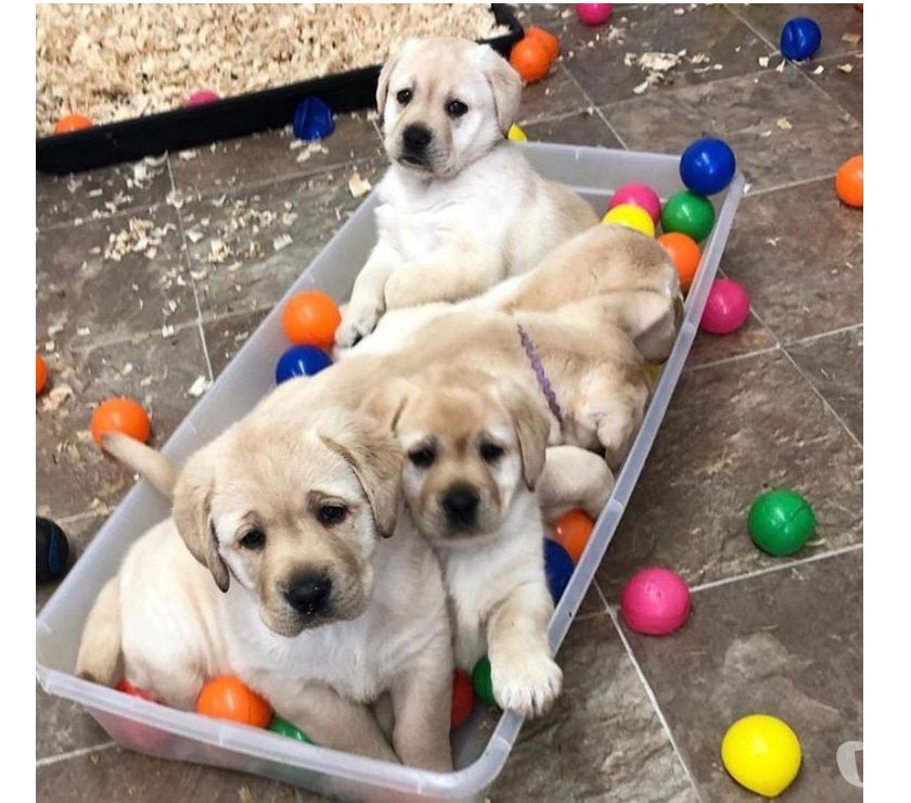 Labradores dorados puppies