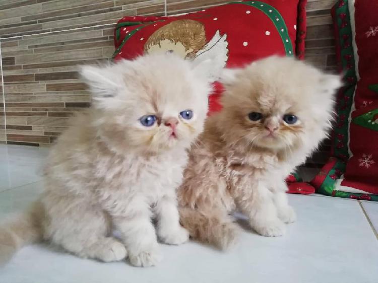 Vendo hermosos gatitos persas