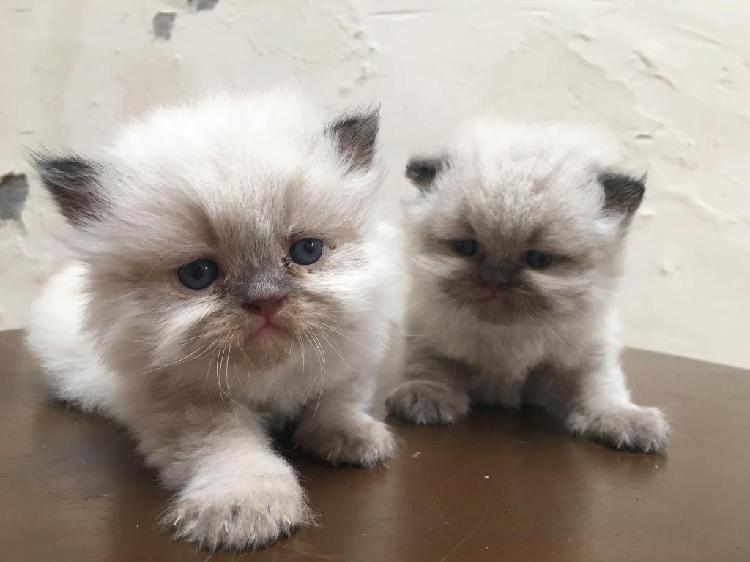 Vendo hermosos gatos persas