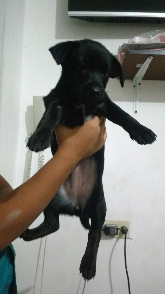 Se Vende Perro Macho Jugueton Pequeño