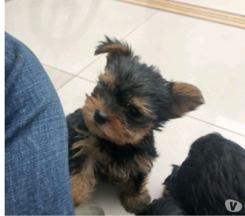 Yorkie Mini En Venta Garantizados Cachorros