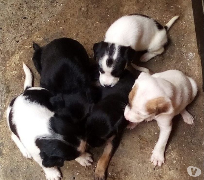 Perritos en adopcion