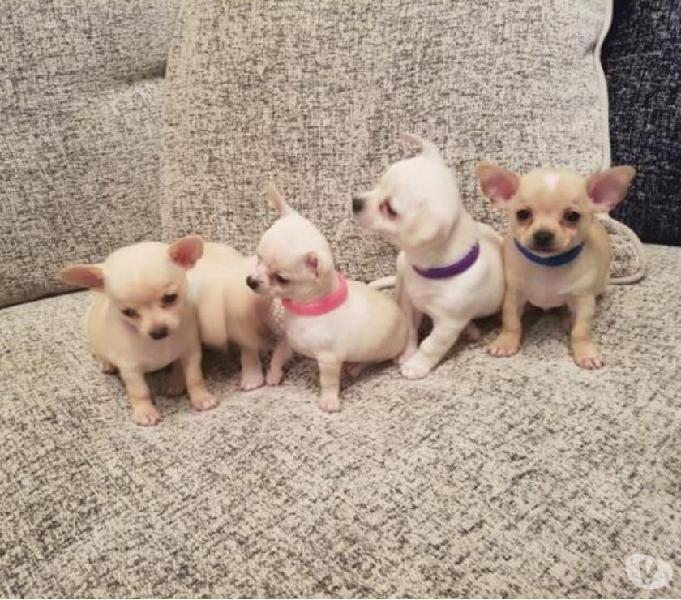 Raza Disponibles Chihuahua Garantizados Cachorros