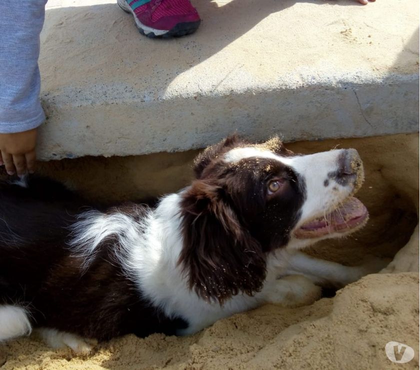 VENTA CACHORRO SPRINGER SPANIEL 5 MESES $ 