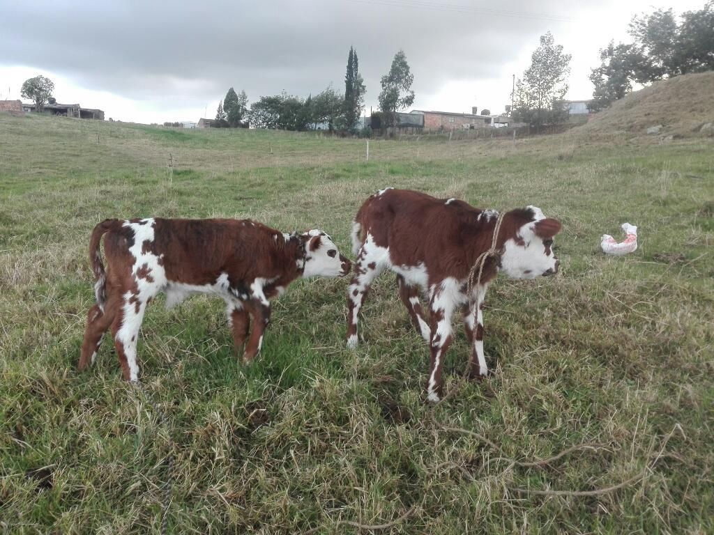 2 Vacas Paridas