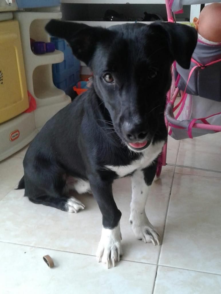 Adopción Cachorrito Criollo