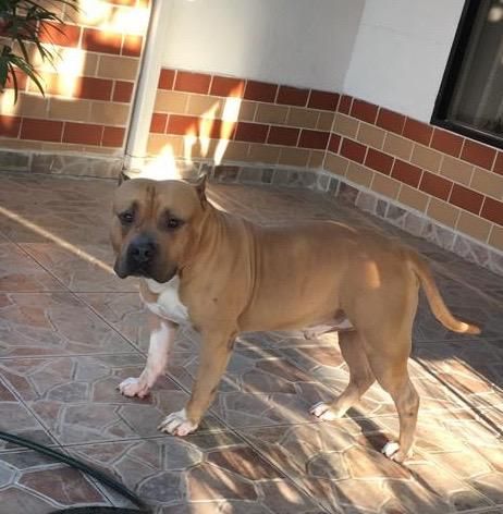 American Bully Busca Novia