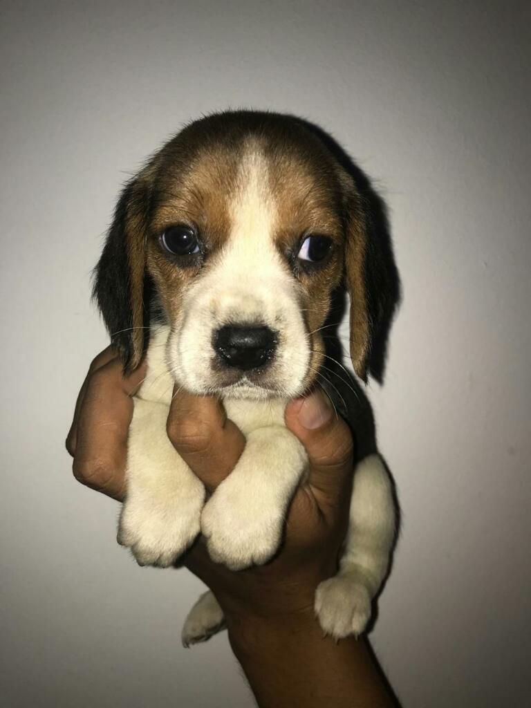 Beagle Tricolor