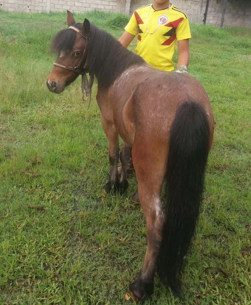 Bendo Pony Mini Hols con 8 Meses de Preñ