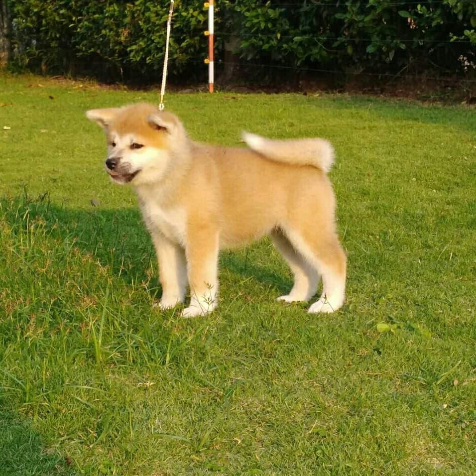 Akita inu gran perro japones Posot Class