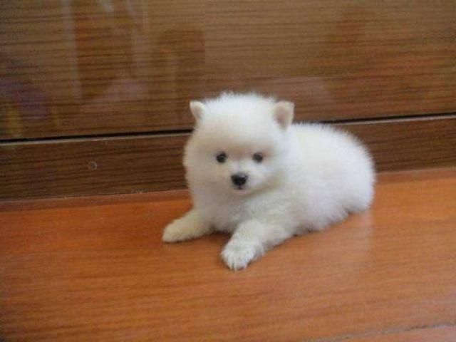 CACHORROS POMSKY EN VENTA