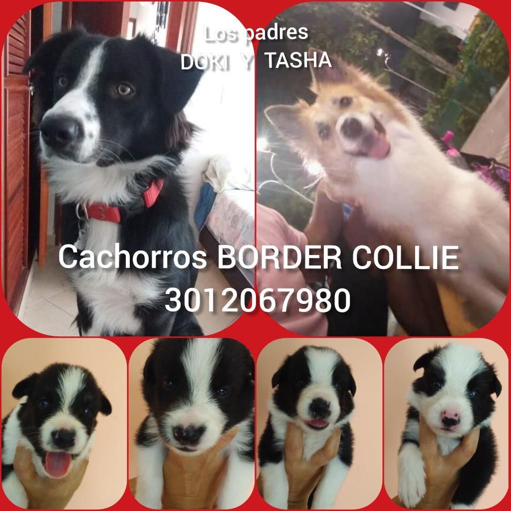 Cachorros Border Collie